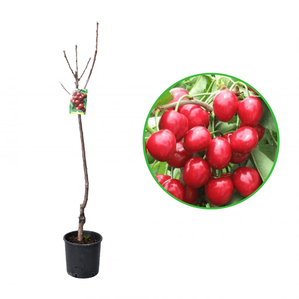 Cires Ferrovia, Prunus Avium