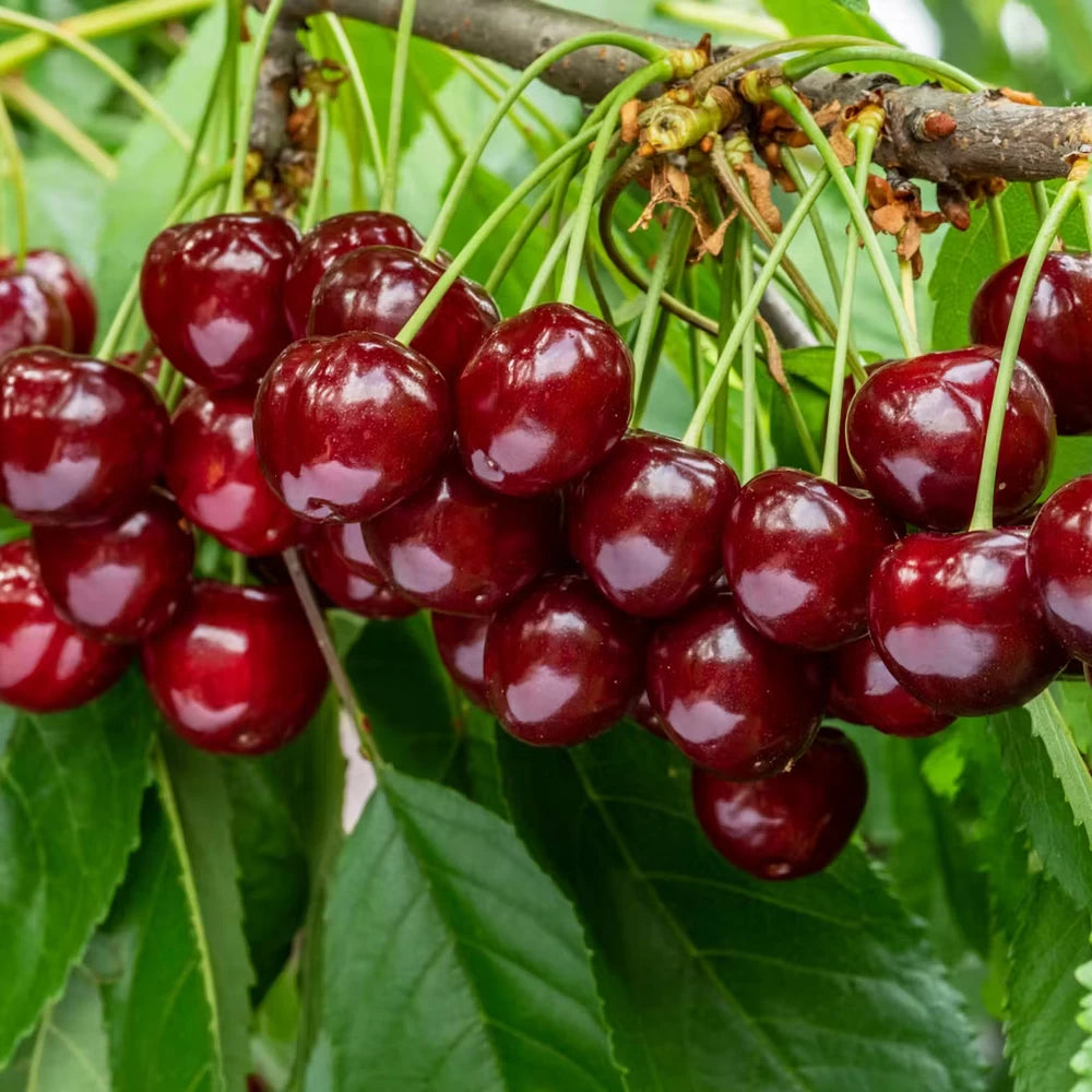 Cires Giorgia, Prunus Avium