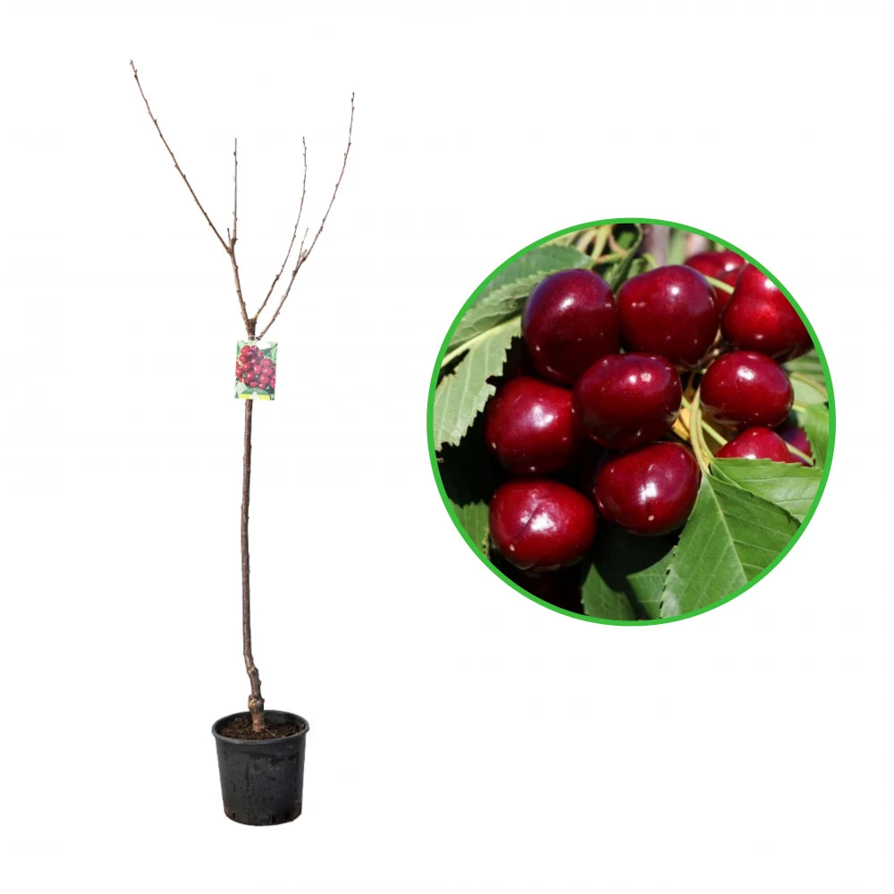 Cires Giorgia, Prunus Avium