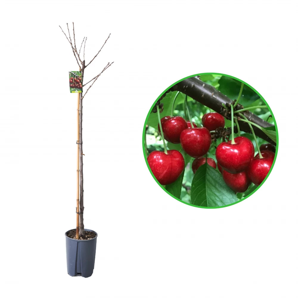 Cires Grossa di Pistoia, Prunus Avium