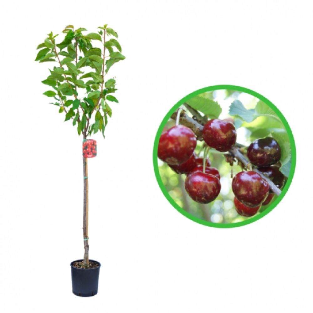 Cires Hedelfinger, Prunus Avium