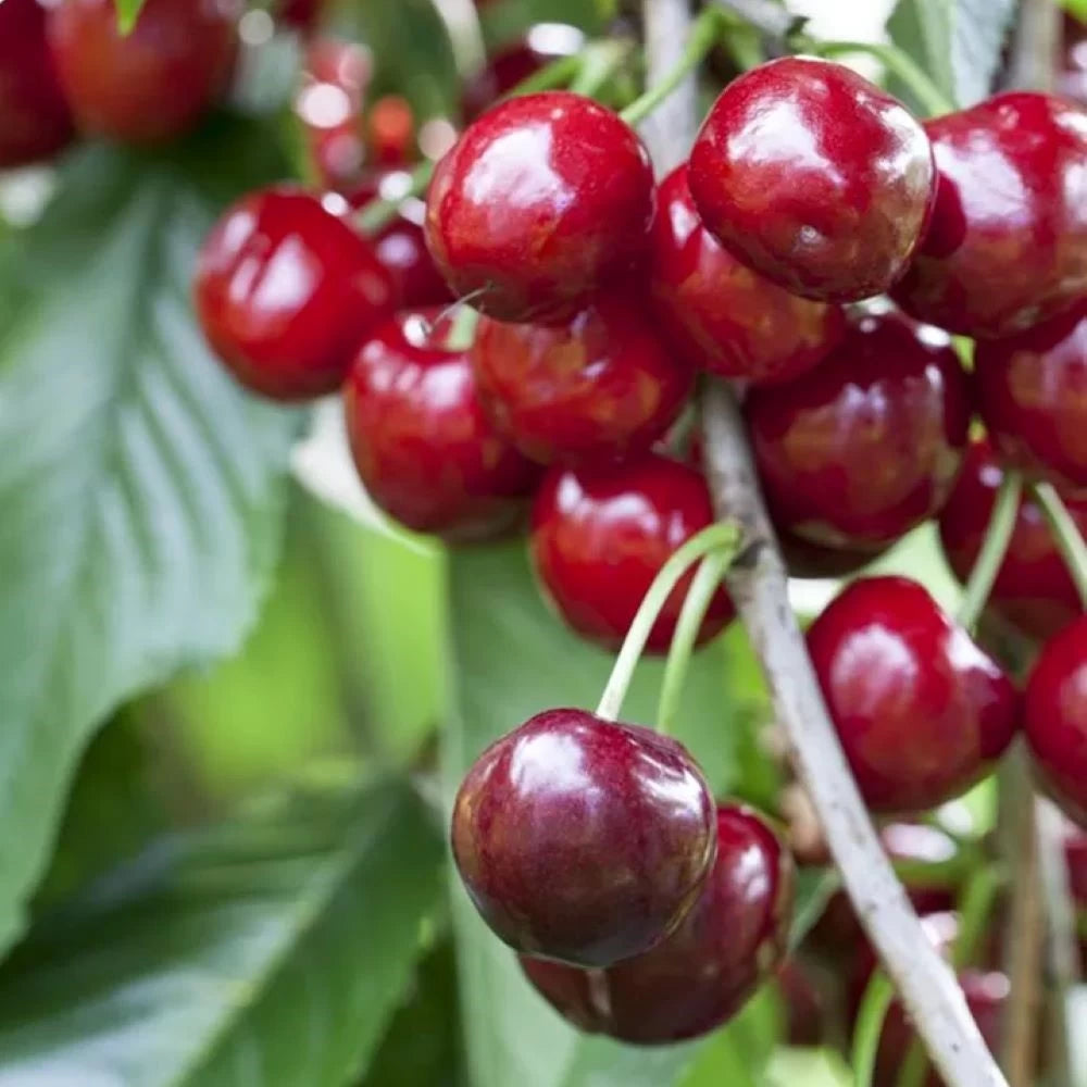 Cires Hedelfinger, Prunus Avium
