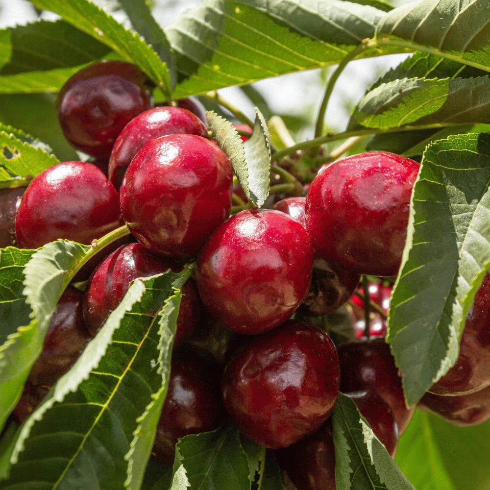 Cires Imperatrice Stefania, Prunus Avium