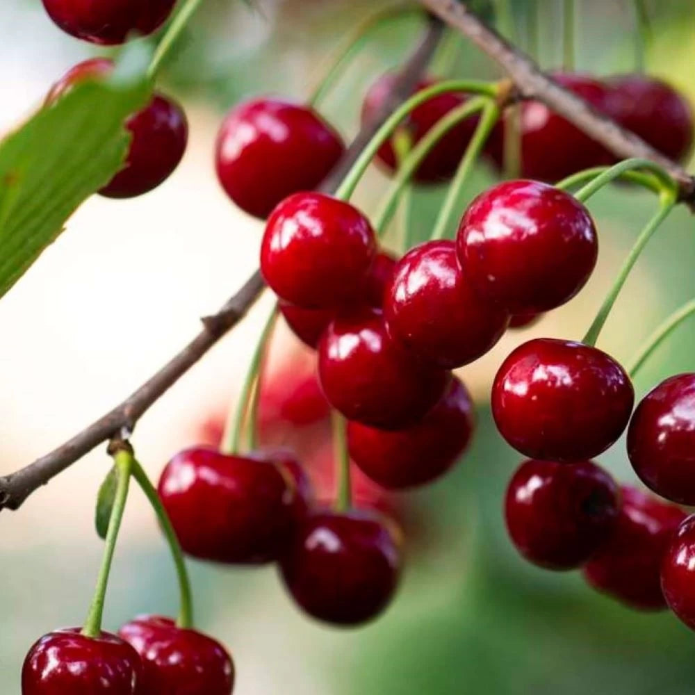 Cires Imperatrice Stefania, Prunus Avium