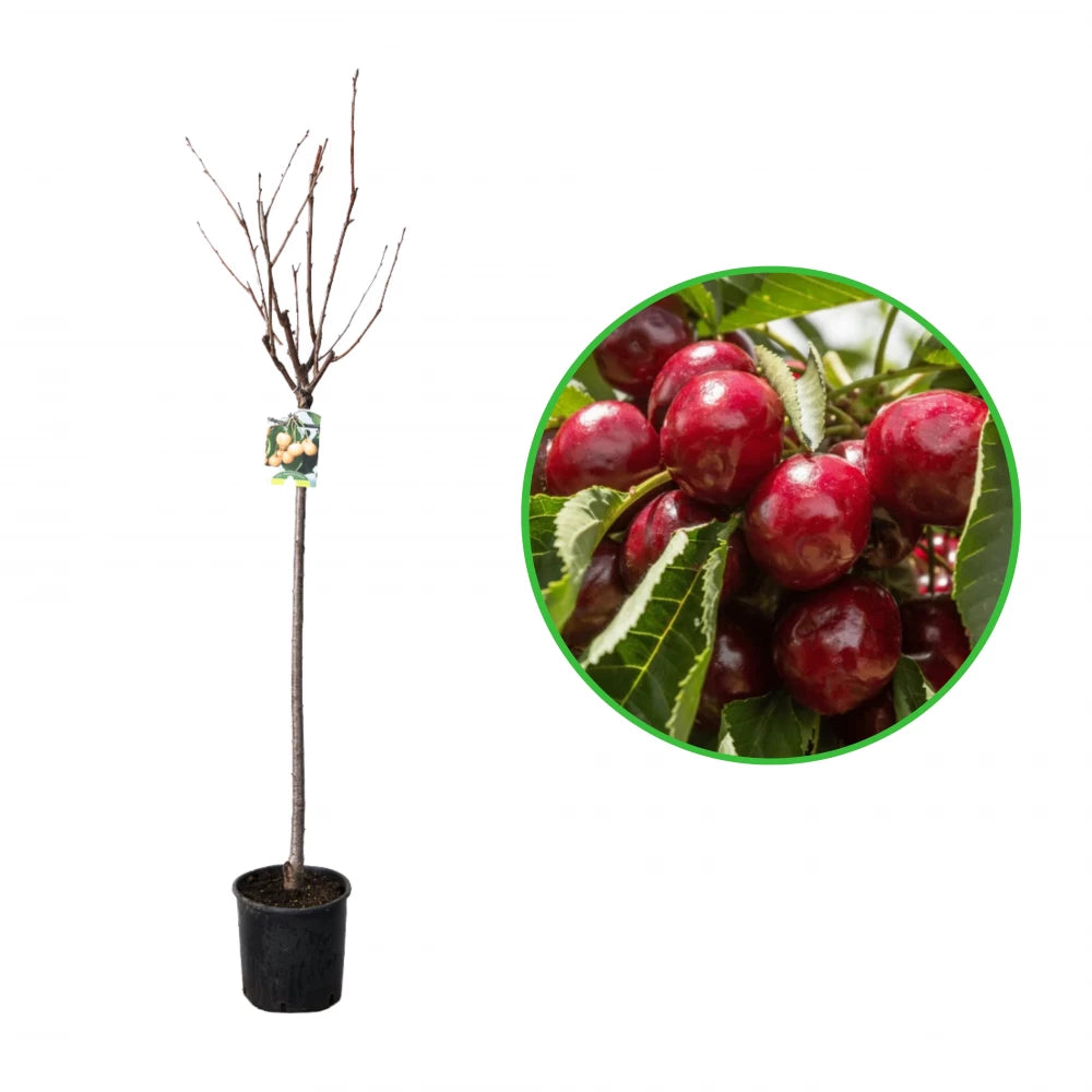 Cires Imperatrice Stefania, Prunus Avium