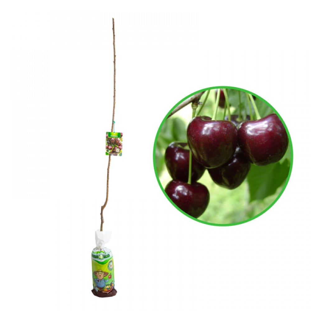 Cires Kordia, Prunus Avium