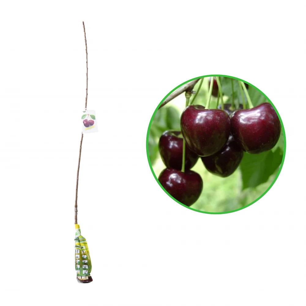 Cires Kordia, Prunus Avium