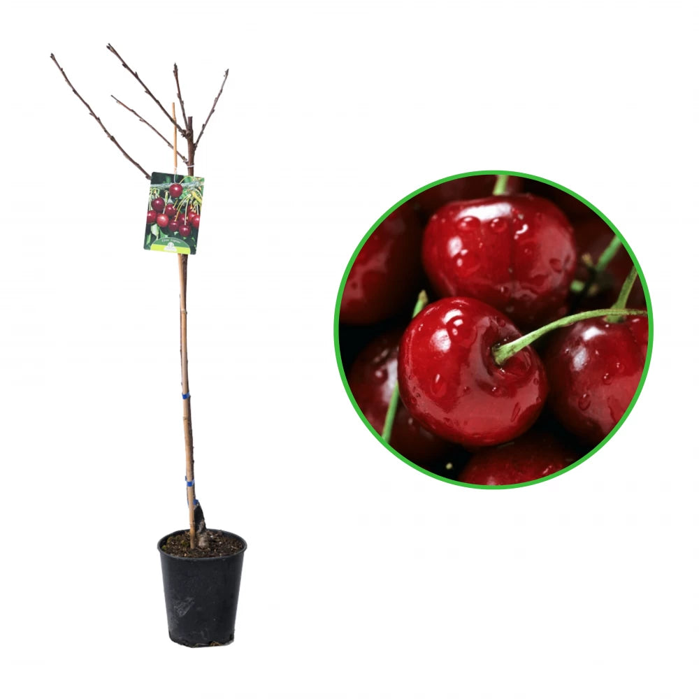 Cires Lapins, Prunus Avium