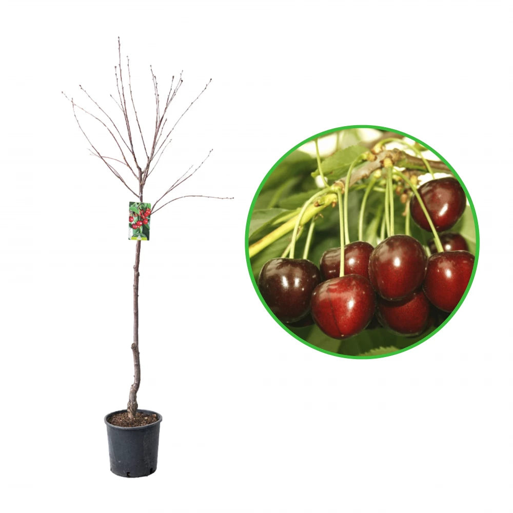 Cires Marasca Nera di Verona, Prunus Avium