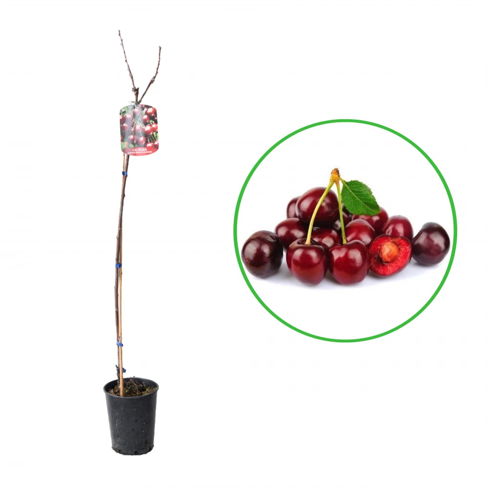 Cires Mora di Cazzano, Prunus Avium