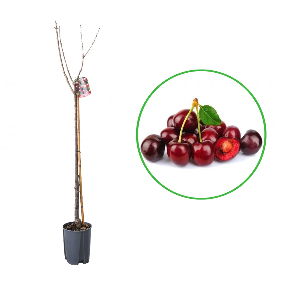 Cires Mora di Cazzano, Prunus Avium