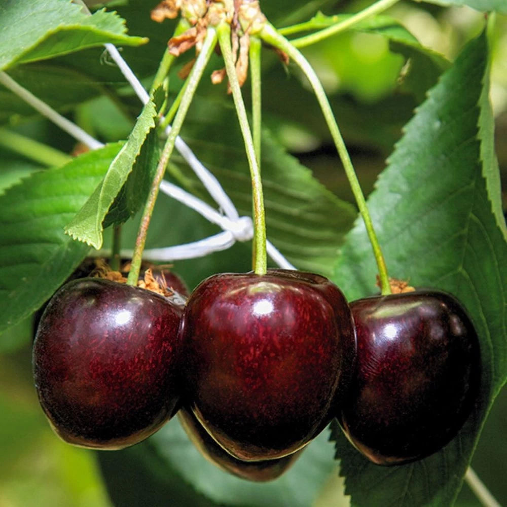 Cires Mora Tardiva, Prunus Avium