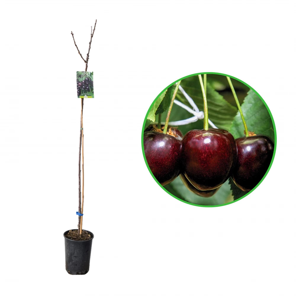 Cires Mora Tardiva, Prunus Avium