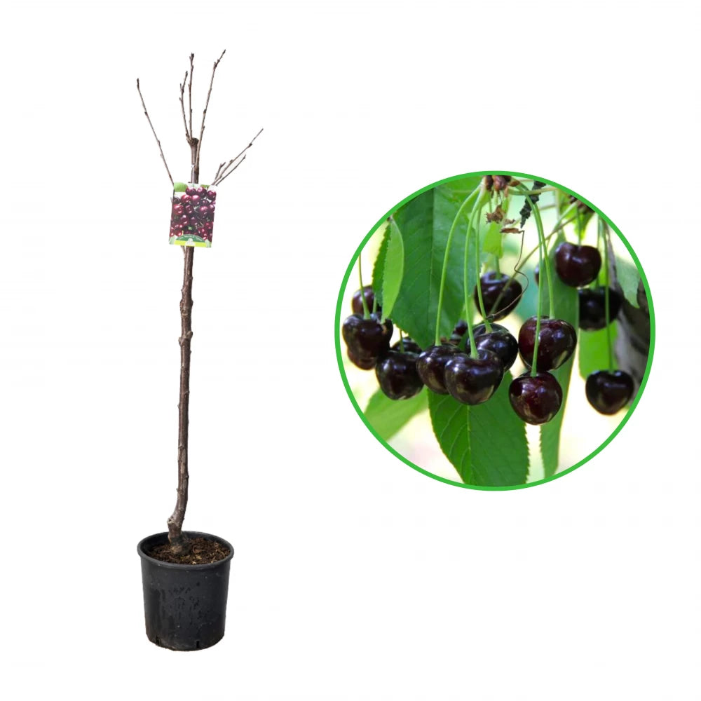 Cires Moretta di Vignola, Prunus Avium