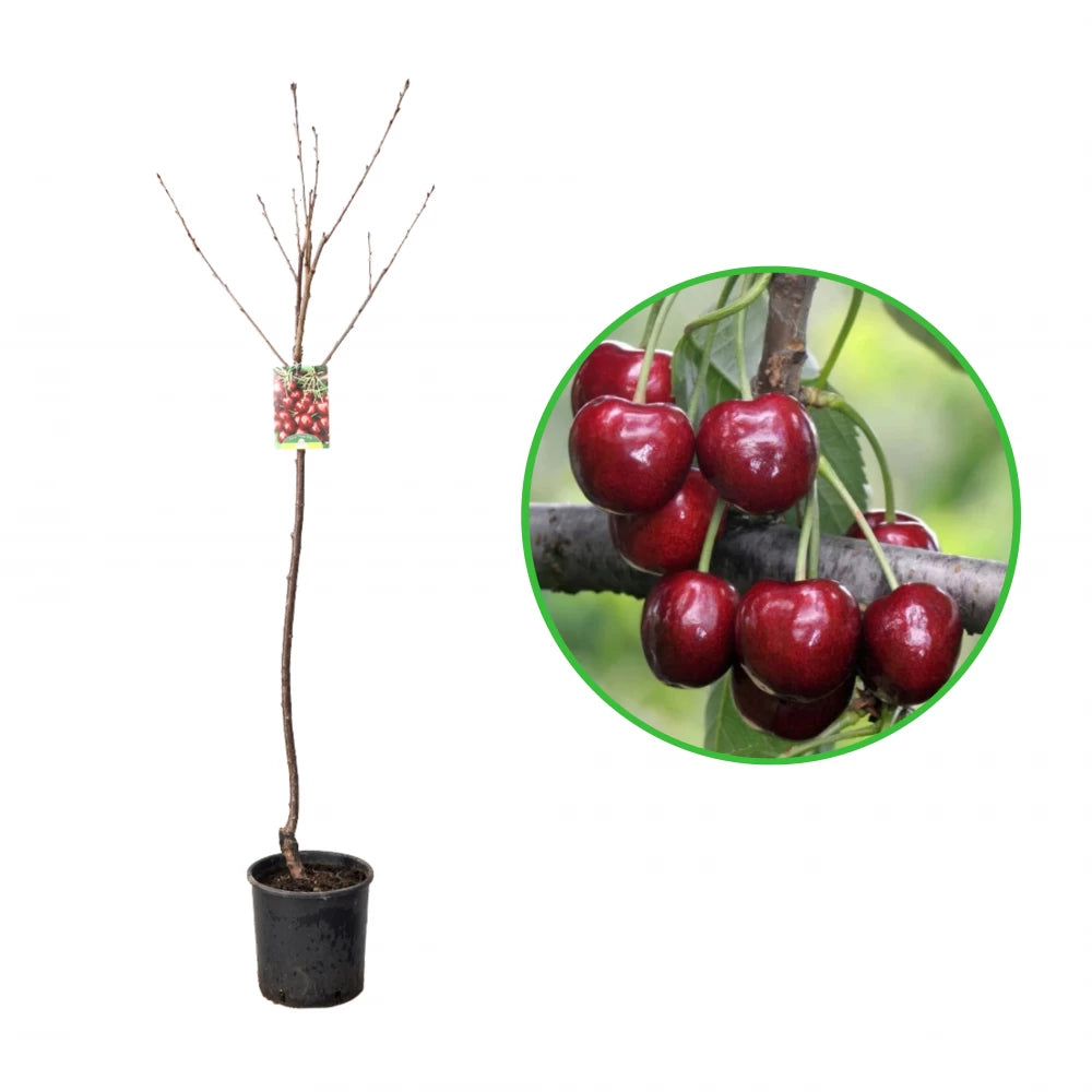 Cires New Star, Prunus Avium
