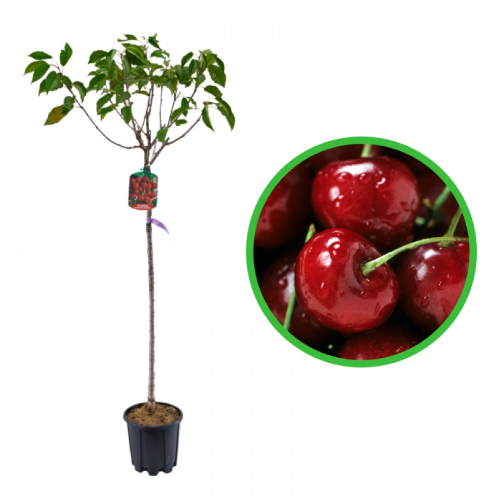 Cires Lapins, Prunus Avium