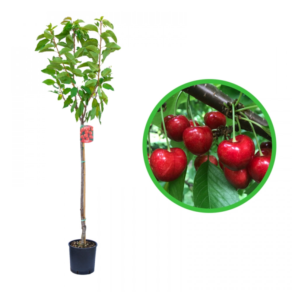 Cires Grossa di Pistoia, Prunus Avium