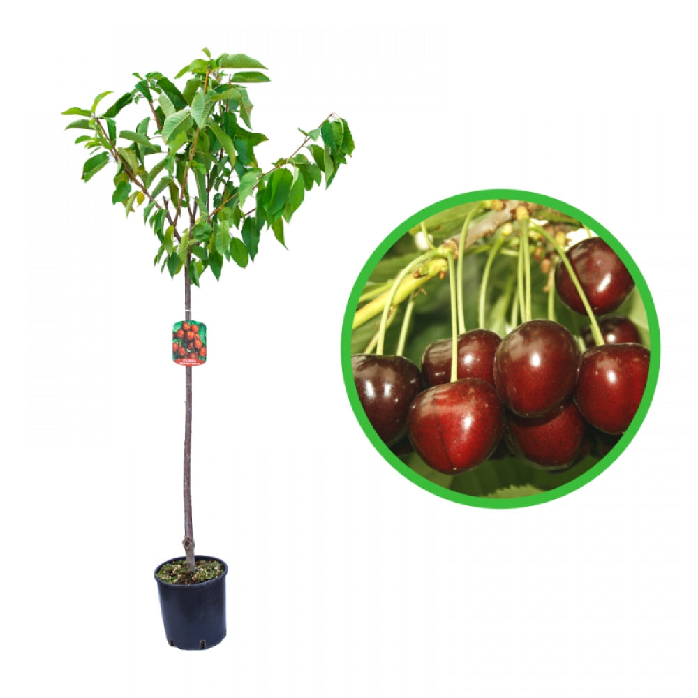 Cires Marasca Nera di Verona, Prunus Avium