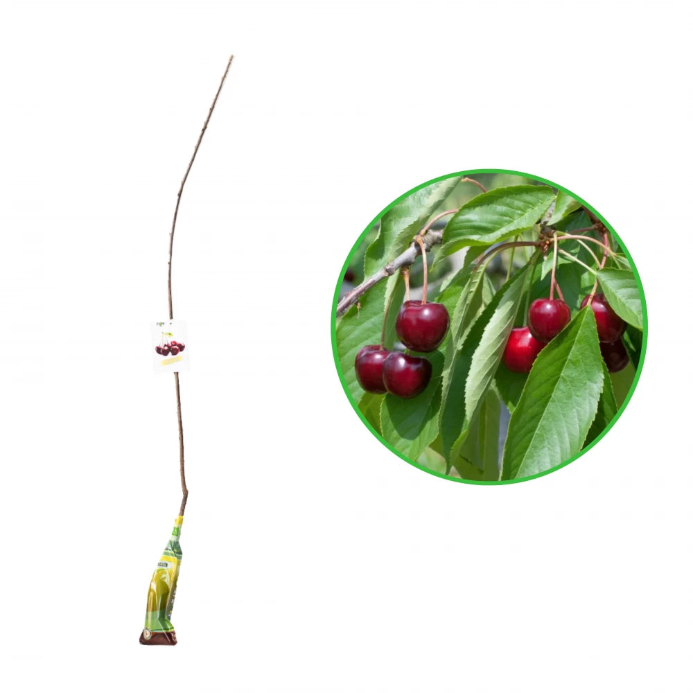 Cires Regina, Prunus Avium