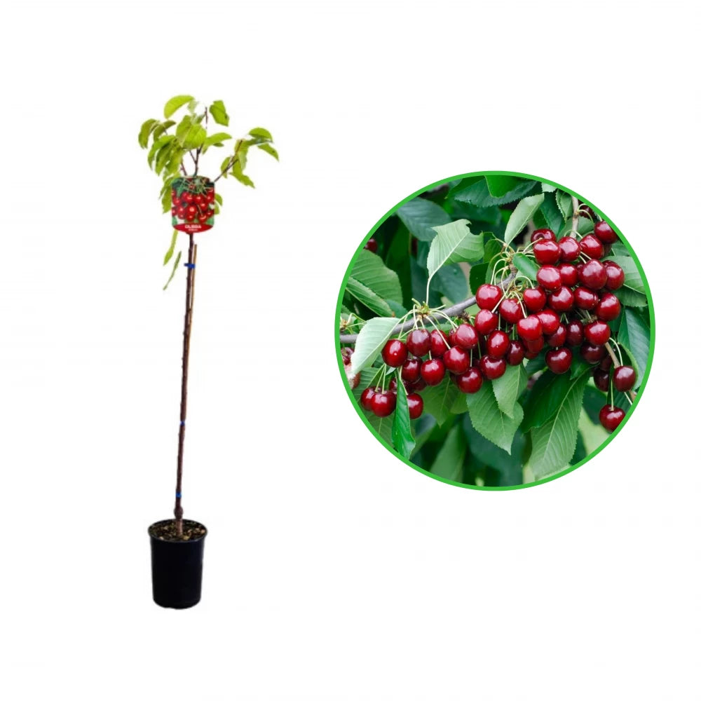 Cires Stella, Prunus Avium