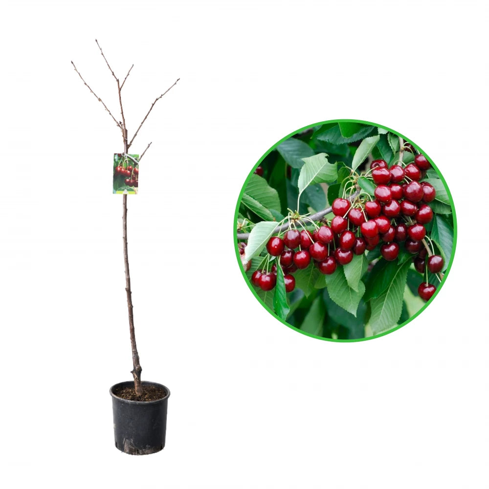 Cires Stella, Prunus Avium