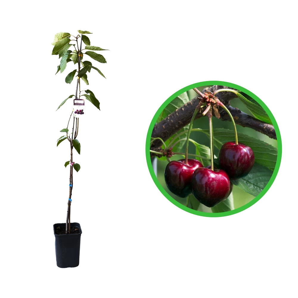 Cires Summit, Prunus Avium