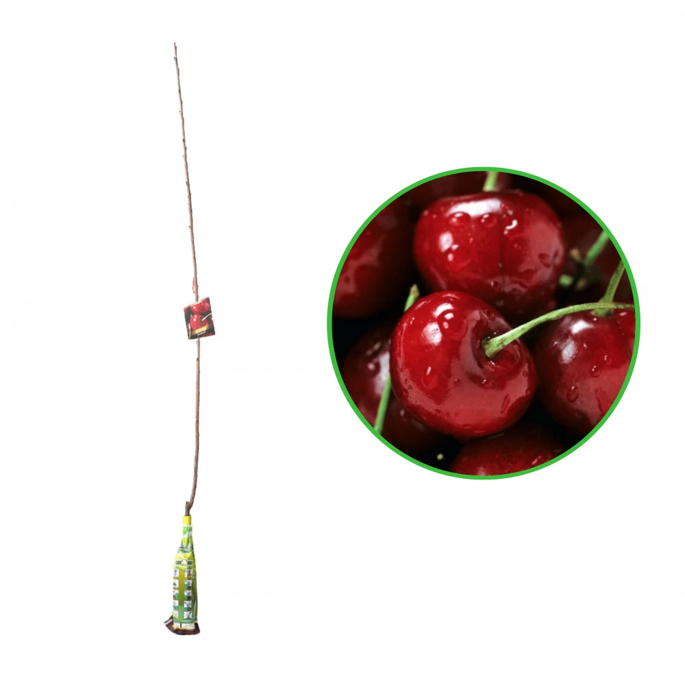 Cires Sunburst, Prunus Avium