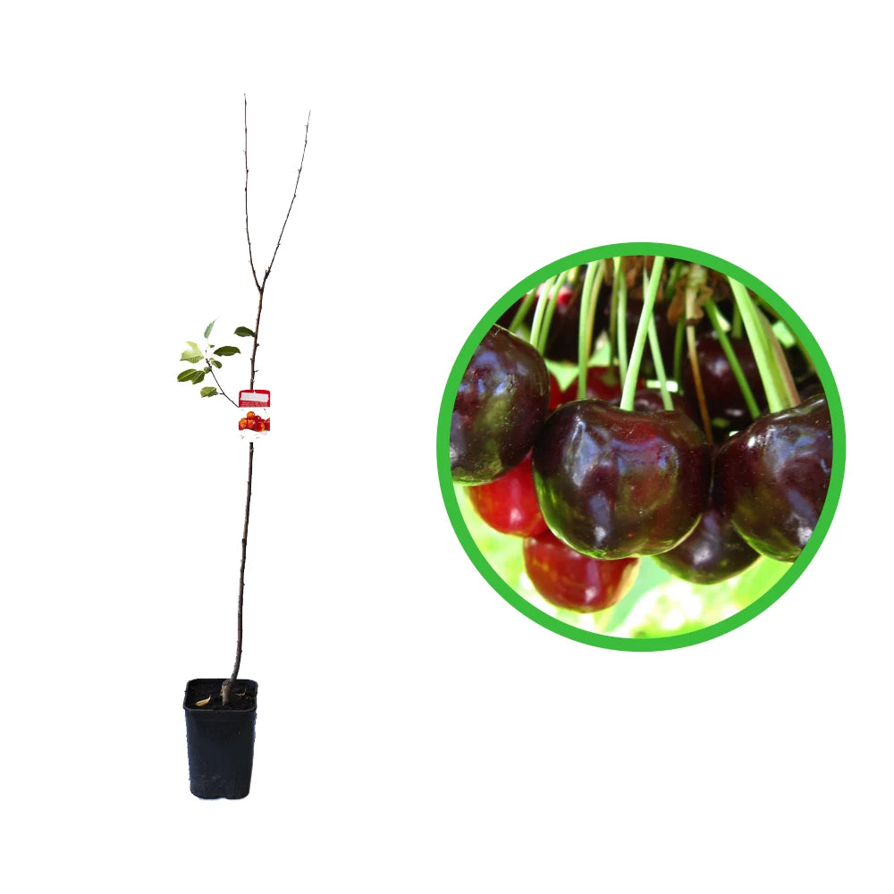 Cires Van, Prunus Avium