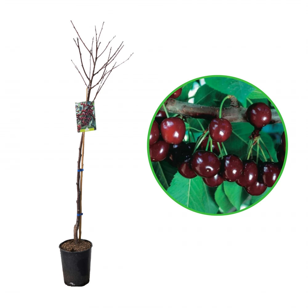 Cires Visciola, Prunus Avium