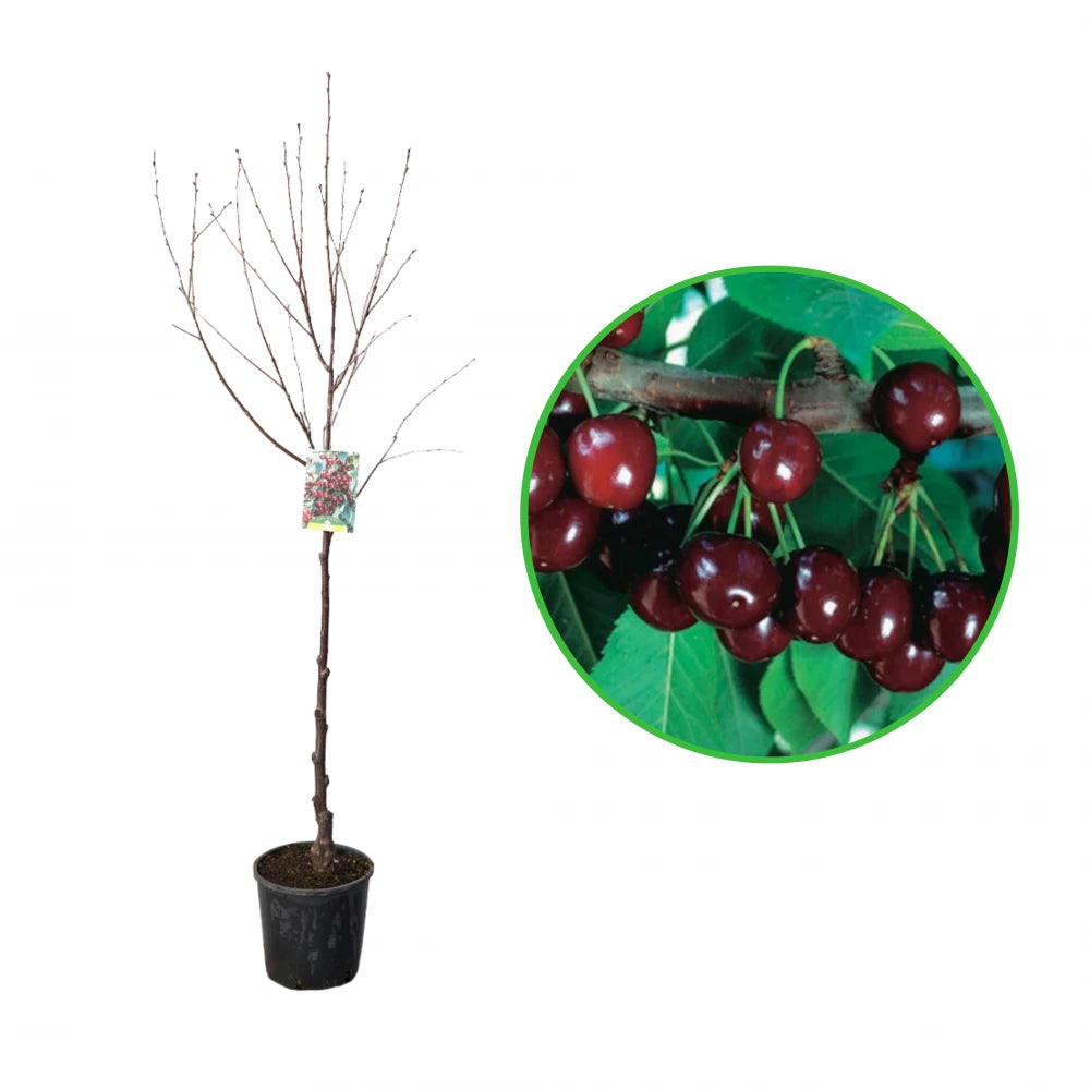 Cires Visciola, Prunus Avium