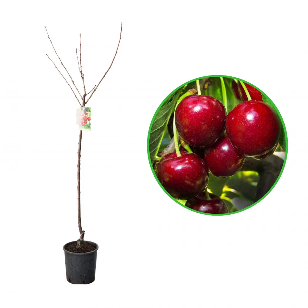 Cires Vittoria, Prunus Avium