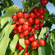 Cires Grace Star, Prunus Avium