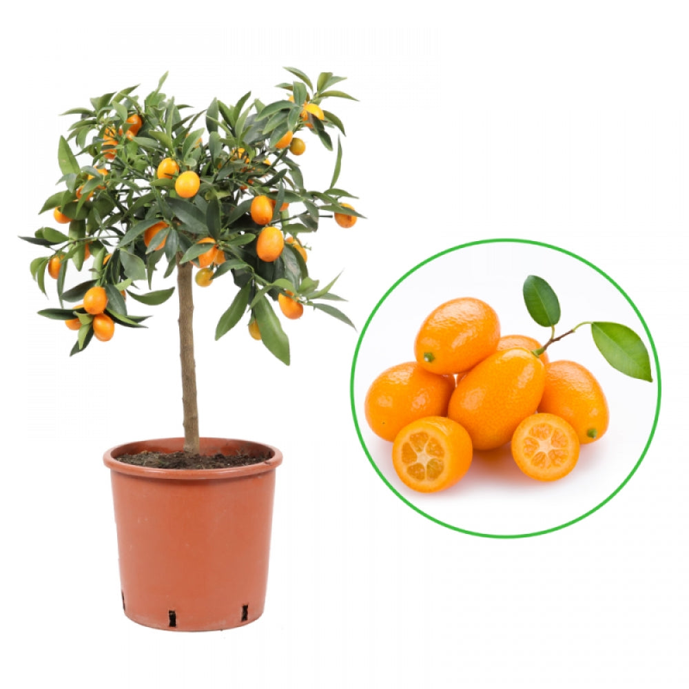 Kumquat, Citrus Japonica, autofertil