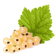 Coacaz Alb Blanka, Ribes Rubrum Blanka