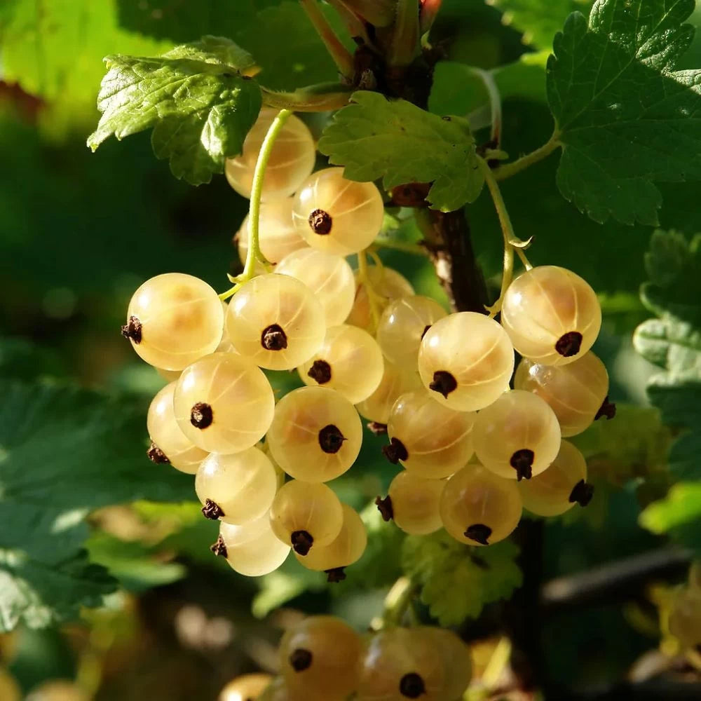 Coacaz Alb Blanka, Ribes Rubrum Blanka