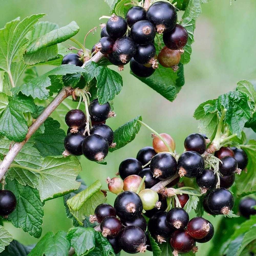 Coacaz Negru, Ribes Nigrum