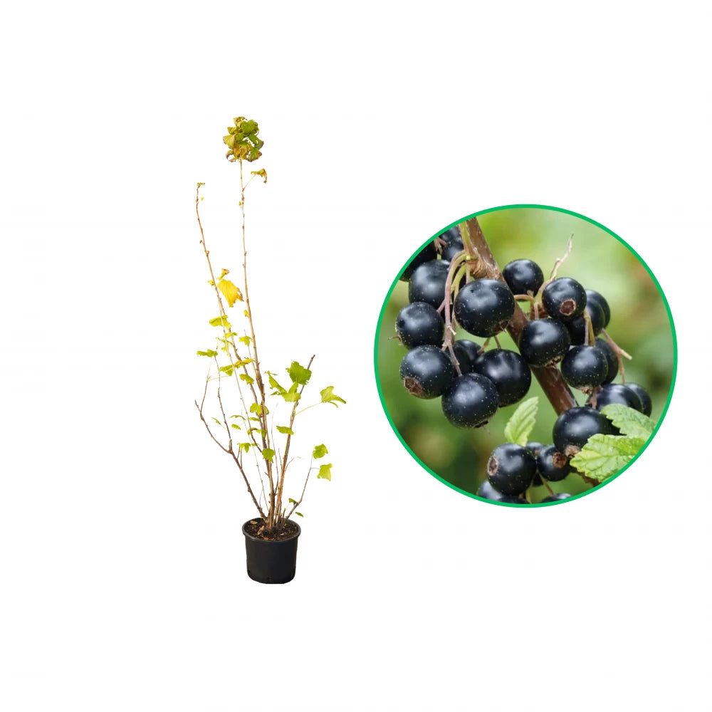 Coacaz Negru Titania, Ribes Nigrum Titania