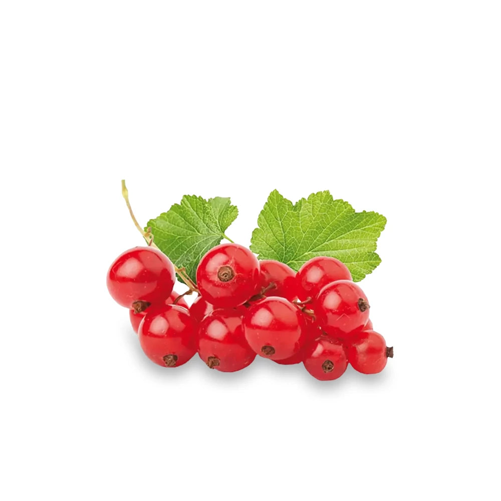 Coacaz Rosu Jonkheer van Tets, Ribes Rubrum Jonkheer van Tets