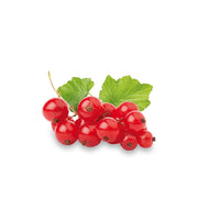 Coacaz Rosu Jonkheer van Tets, Ribes Rubrum Jonkheer van Tets