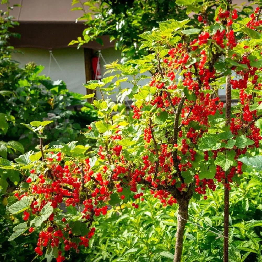 Coacaz Rosu Jonkheer van Tets, Ribes Rubrum Jonkheer van Tets