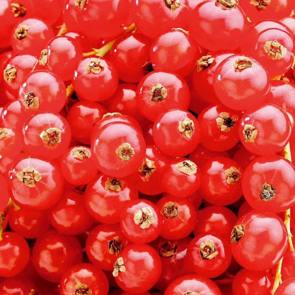 Coacaz Rosu, Ribes Rubrum