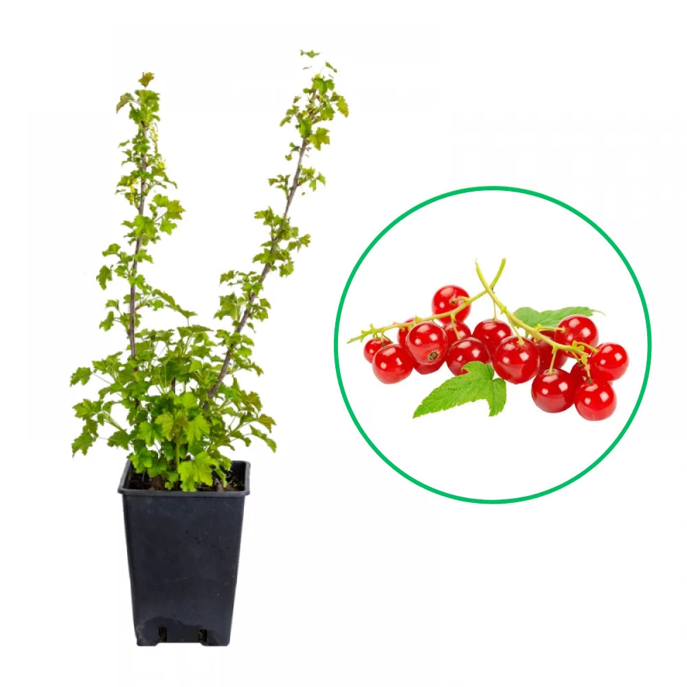 Coacaz Rosu, Ribes Rubrum