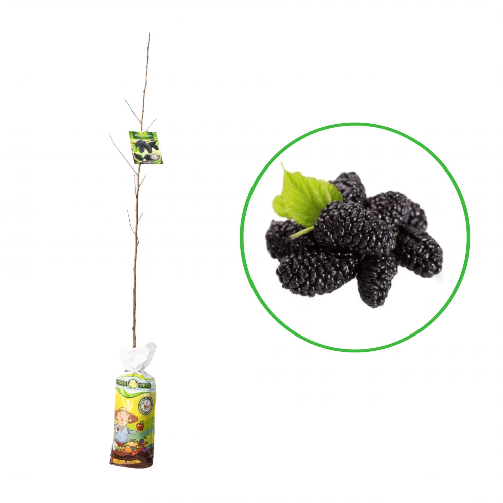 Dud Negru, Morus Nigra