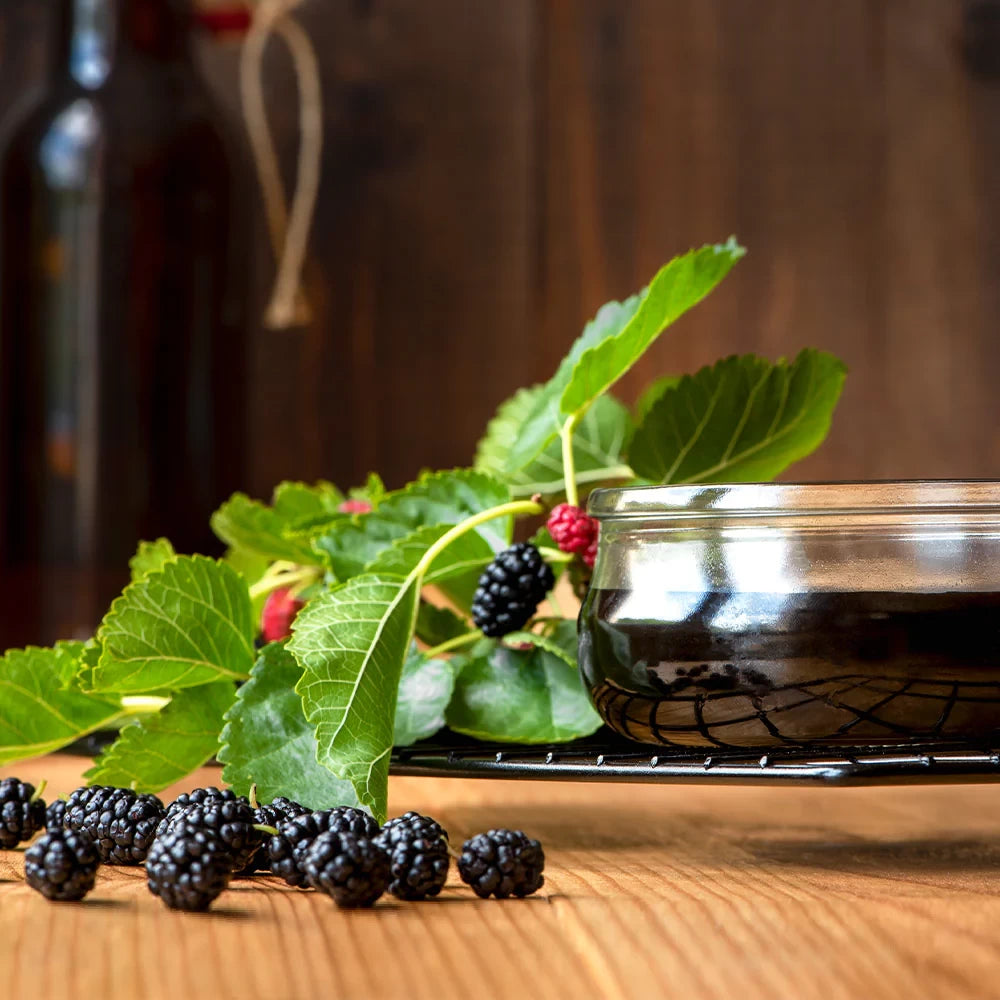 Dud Negru, Morus Nigra