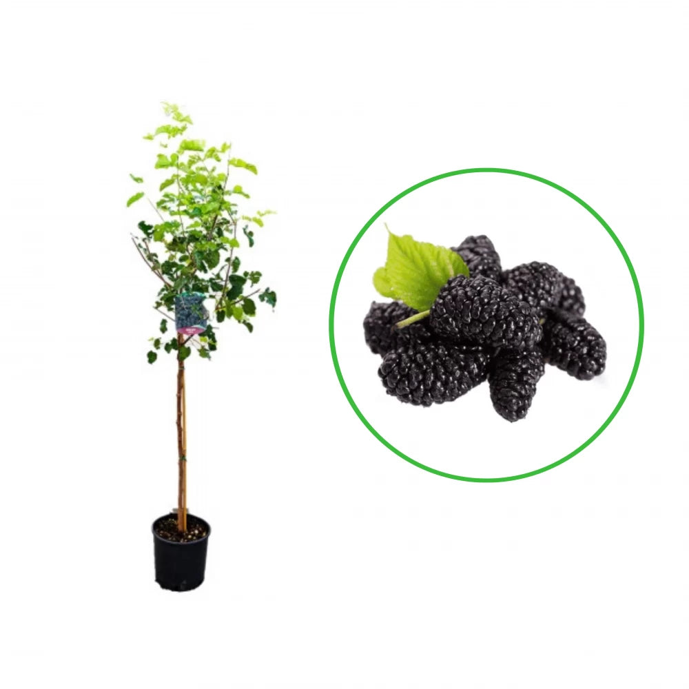 Dud Negru, Morus Nigra