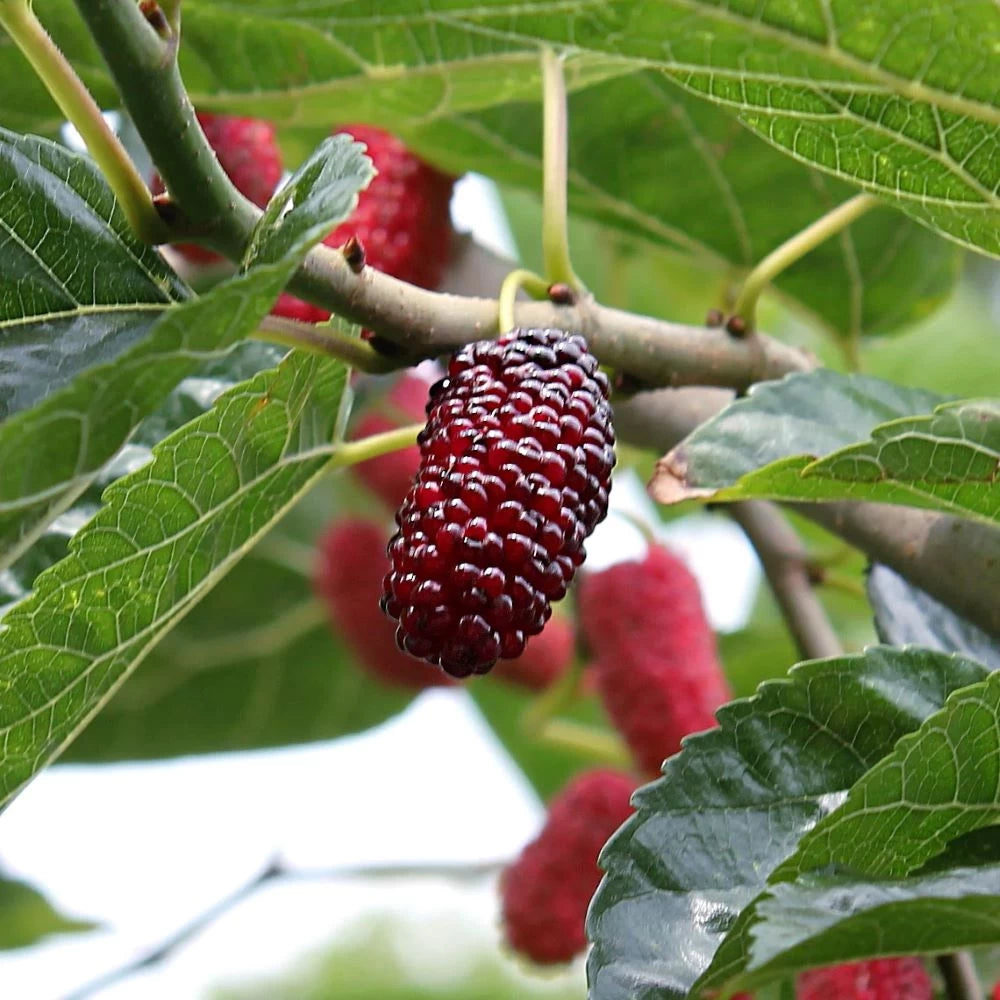 Dud Rosu, Morus Rubra