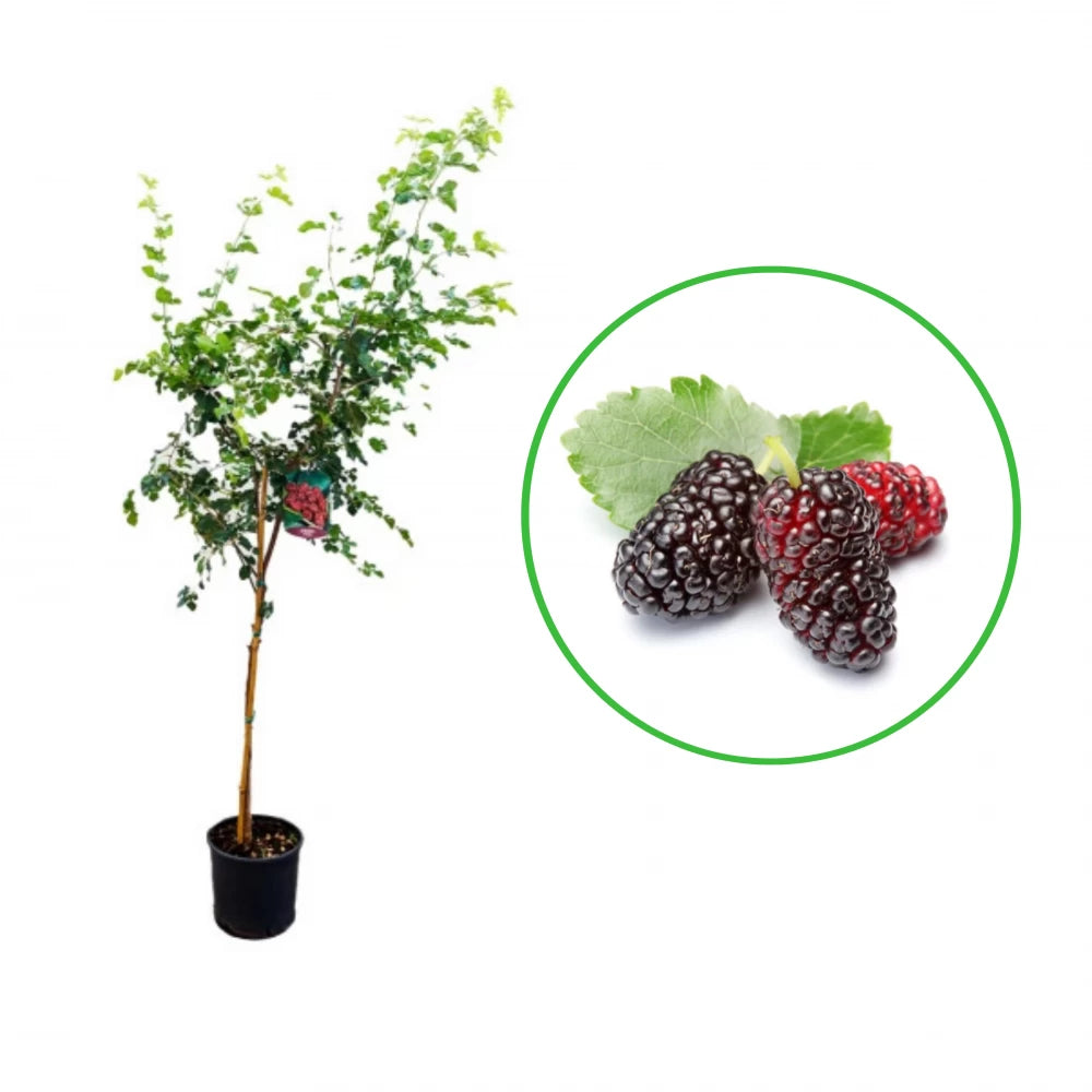 Dud Rosu, Morus Rubra