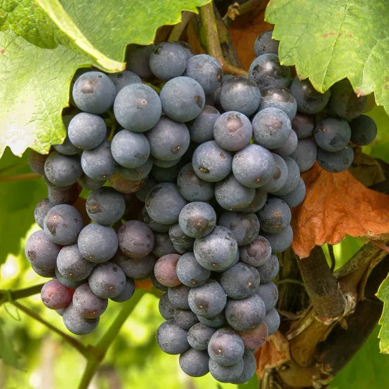 Vita de Vie Michele Palieri, Vitis Vinifera, pentru masa si vin, negru