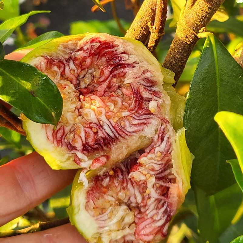 Smochin Goutte d'Or, Ficus Carica