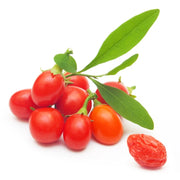 Goji, Lycium Barbarum